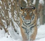 Tigre de Amur / Amur´s Tiger