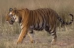 Tigre de Bengala / Bengal Tiger