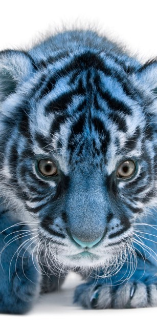 Tigre Azul - Blue Tiger