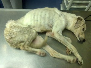 59873_100490060015101_100001623211102_2387_4144117_n