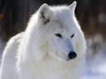 arctic wolf