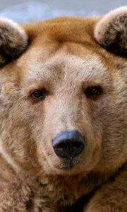 El típico Oso de Circo