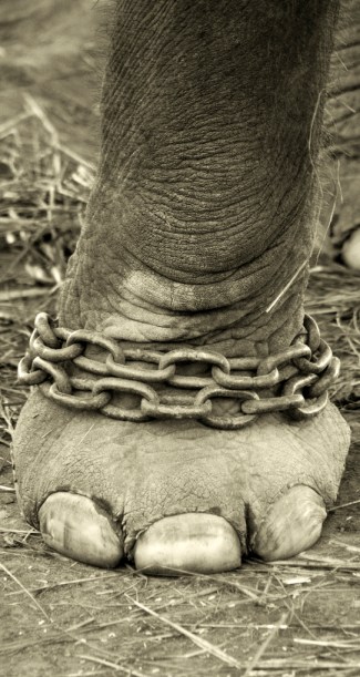 El infierno del Circo