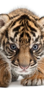 Tigres, al borde de la desaparición