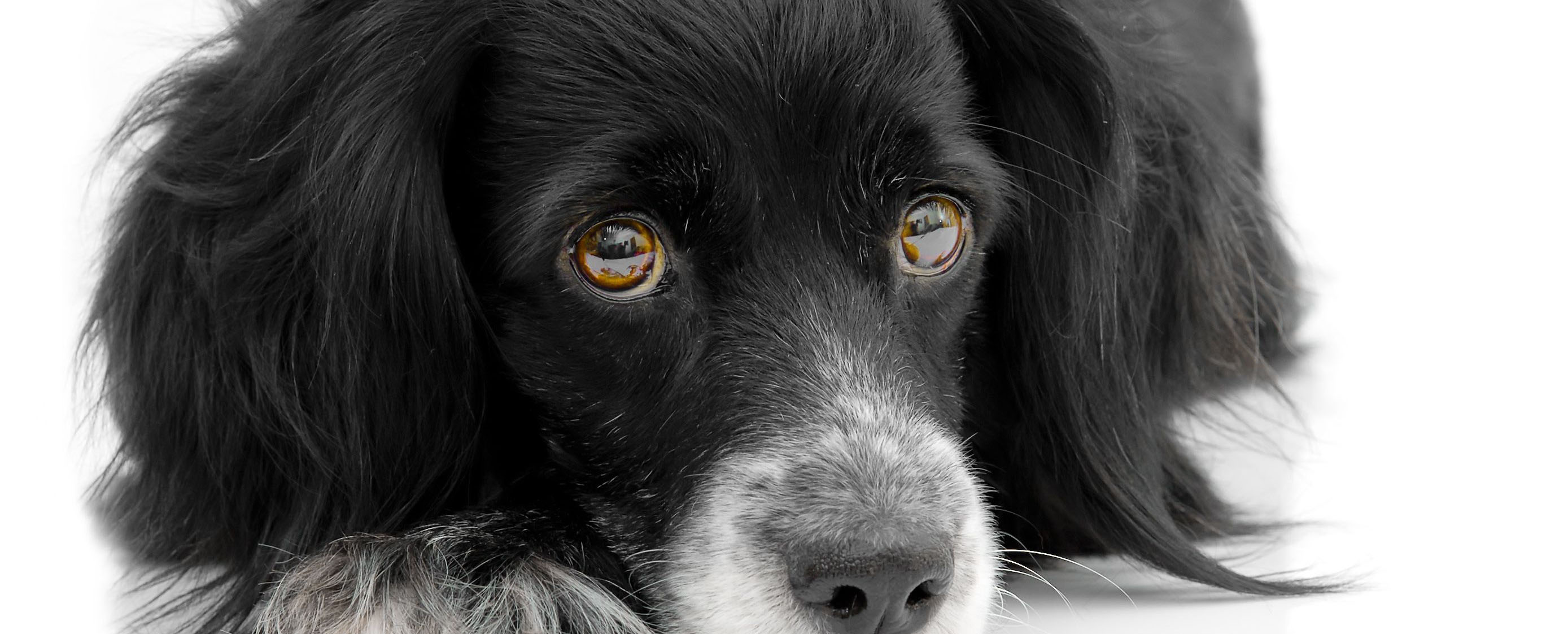 875479_xl-light_horizontal