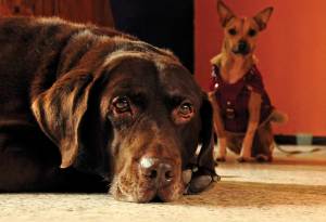 Establece jerarquías