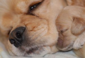 ¿Es Capricho o un Plan?