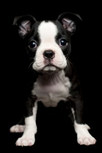 Cachorros encantadores