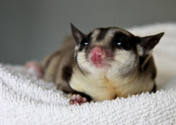 Sugar Glider