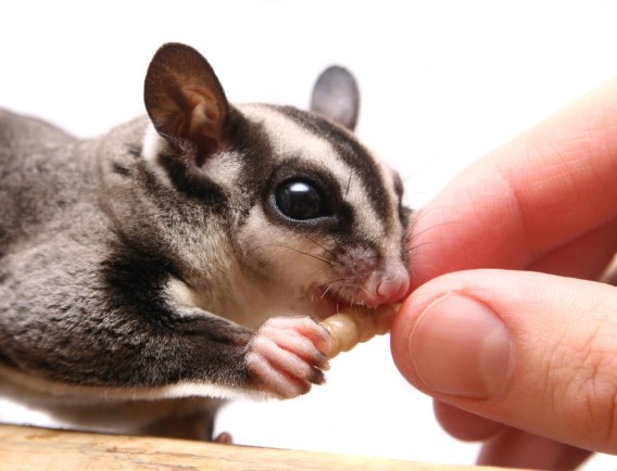Sugar Glider