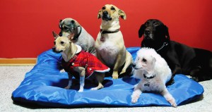 Conoce tu límite y hazlos felices