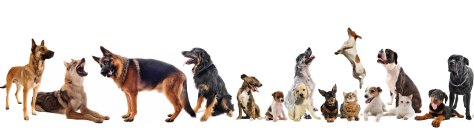 ¿Muchos o demasiados?