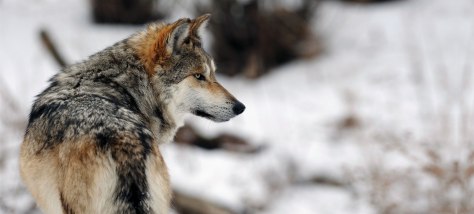 Camino a la extinción