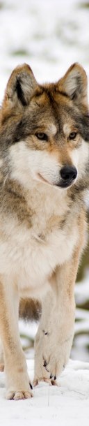 Como apareció en la portada de Animalia 24