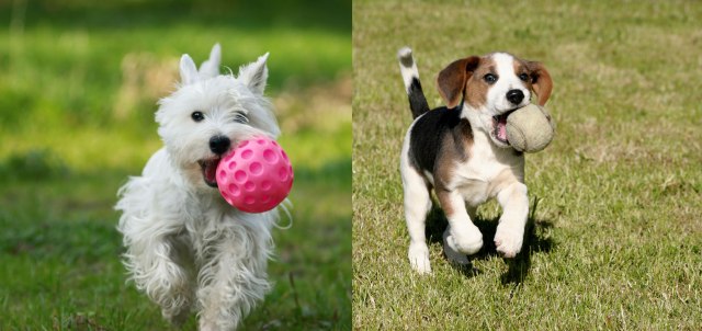 No sólo se trata de Pelotas