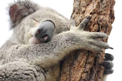 La paz de un Koala