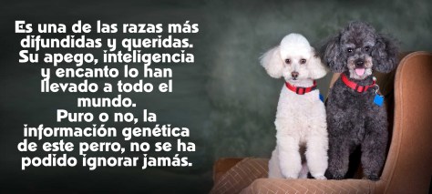 Nuestro querido Poodle