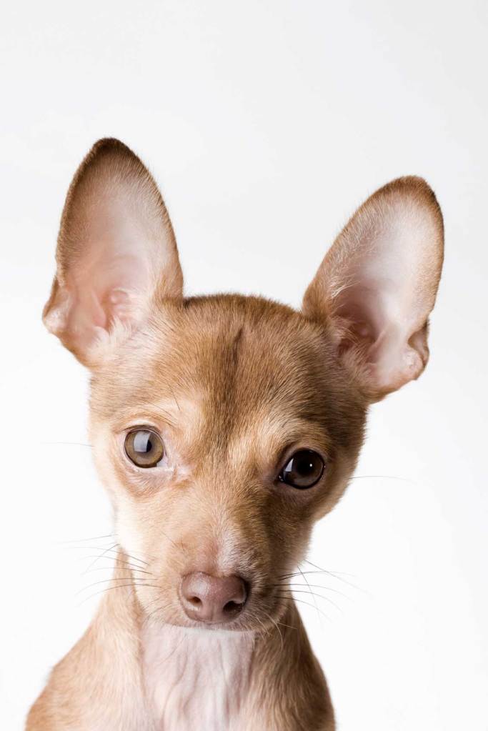 ¿Qué se necesita para golpear a este perro?