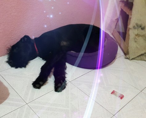 Las camas no deberían encogerse