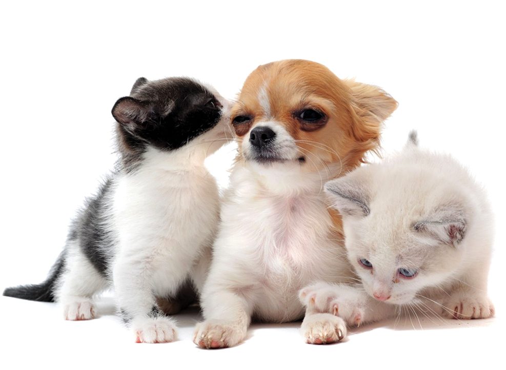 Amor y Odio entre hermanos