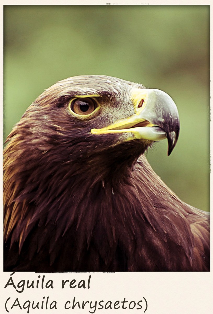 El águila… un ave rapaz en peligro de extinción | RED ANIMALIA
