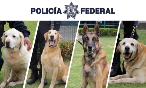 BINOMIO_CANINo_Hidalgo