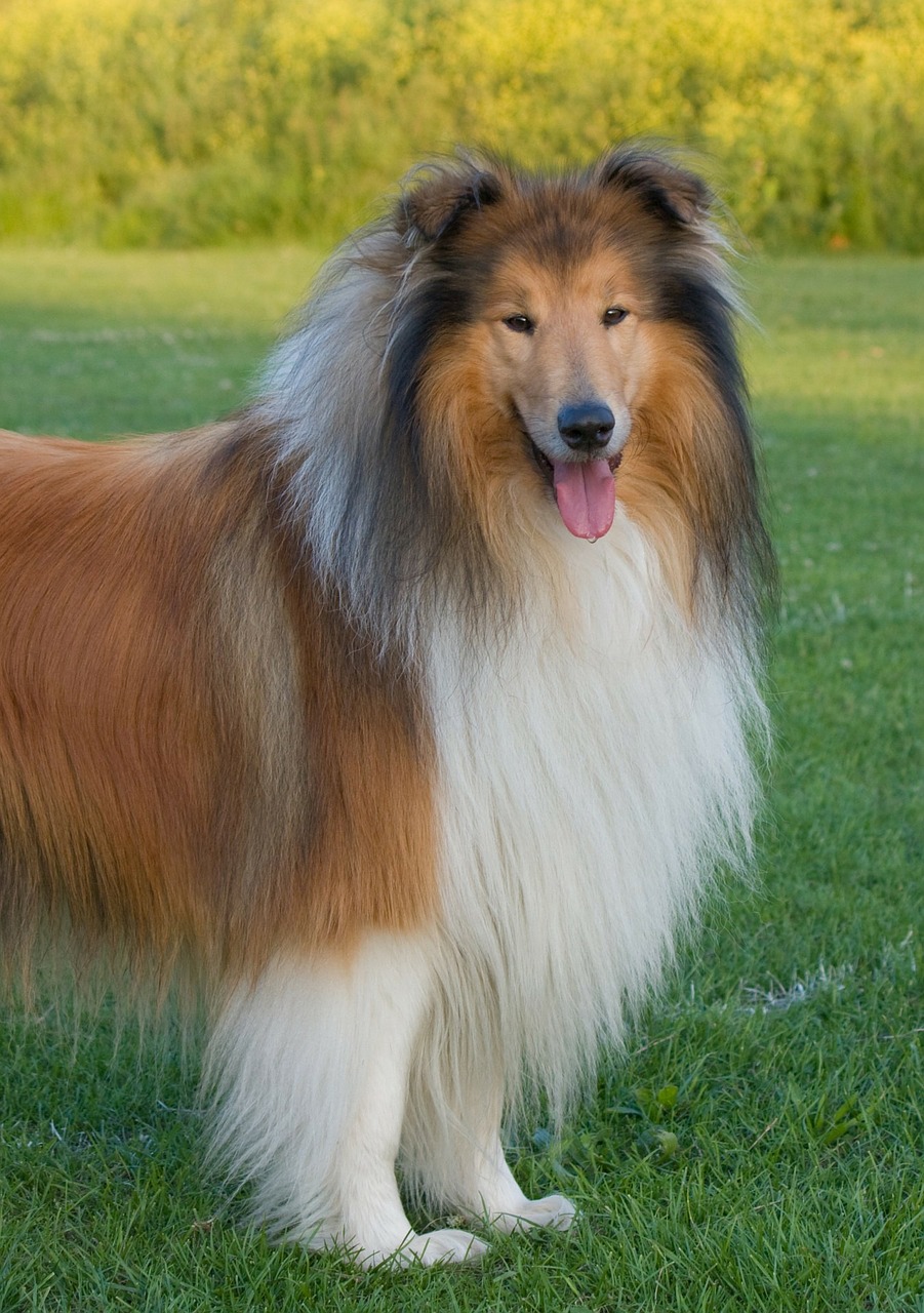 collie
