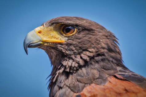 harris-hawk-859397