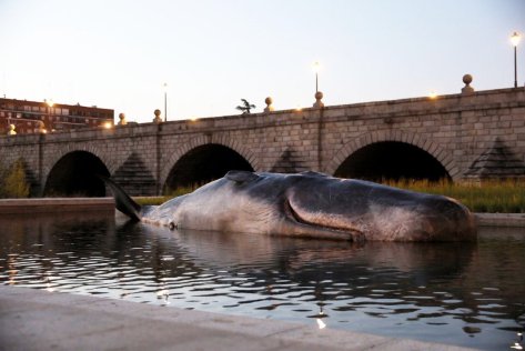 ballena-madrid