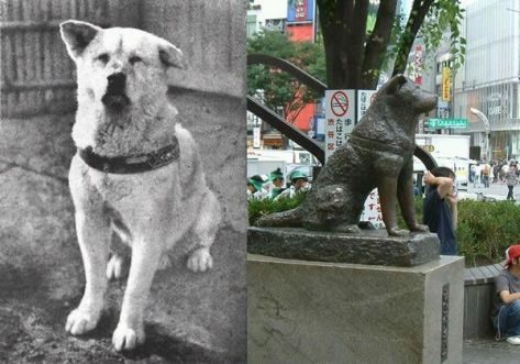 hachiko