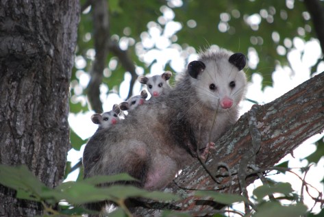 possum-1802326_1920